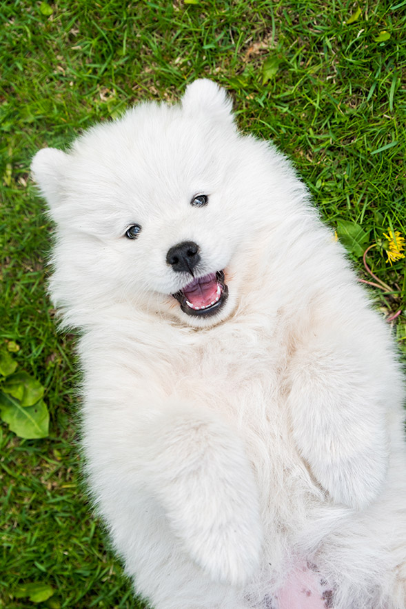 Samoyed Puppies For Sale -  Happy Samoyed