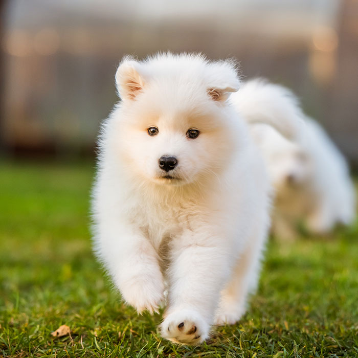 Samoyed Puppies For Sale- young puppy running