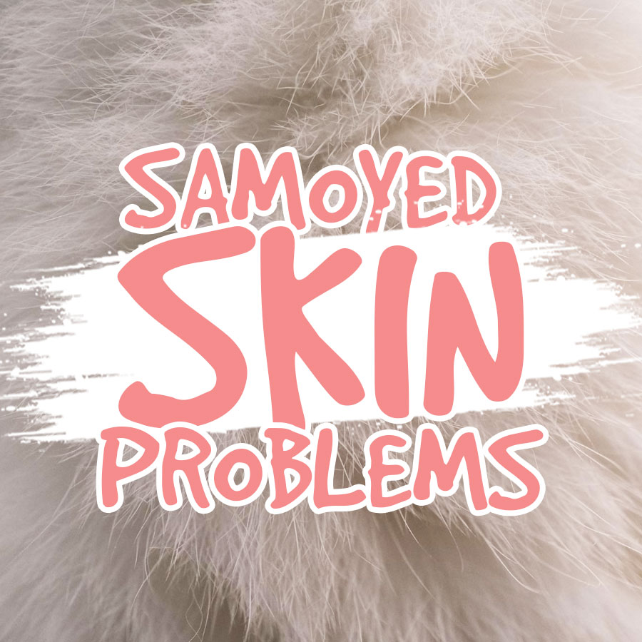 samoyed-skin-problems