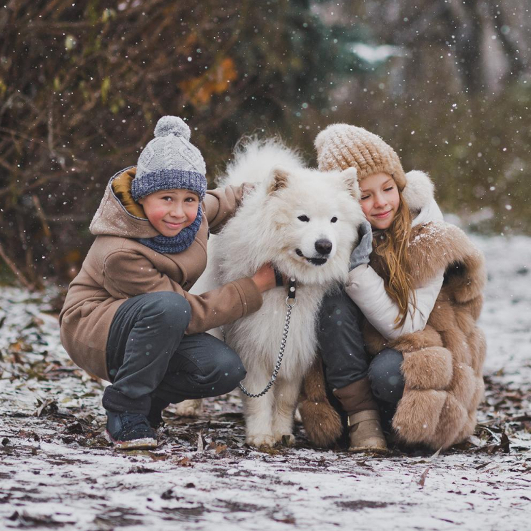 Samoyed Puppies For Sale - samoyed in snow