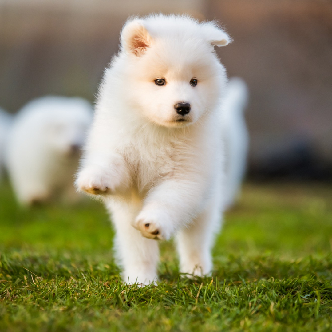Samoyed Puppies For Sale - young puppy running