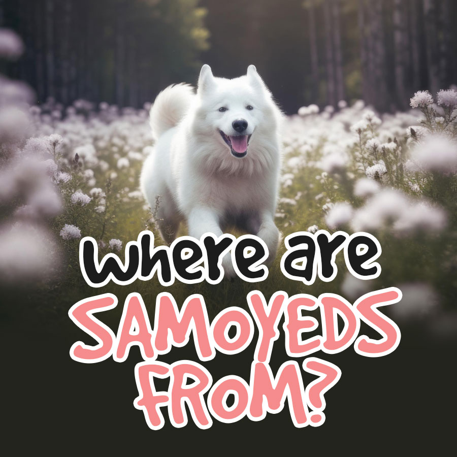 where-are-samoyeds-from